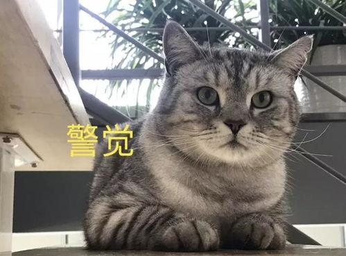 娱乐吃瓜酱猫叫喵喵喵,喵喵喵！娱乐吃瓜酱带你领略猫界趣味  第2张