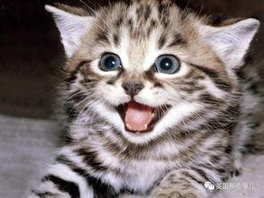 娱乐吃瓜酱70只猫猫  第3张